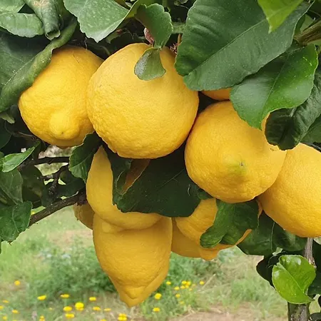 Il Dono Di Atena Cefalù